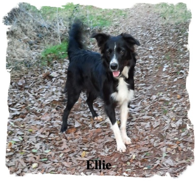 ABCA Black and White female Border Collie out of working stock